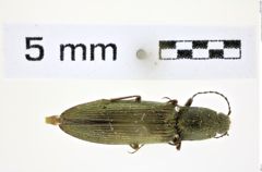 Foto (Dorsalansicht) von Sylvanelater furtivus (LeConte, 1853) (NHMW-ZOO-COL-0008358)